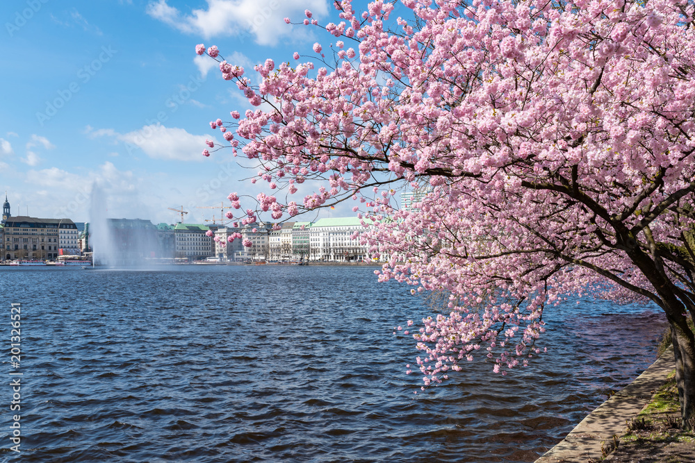 Fototapeta premium blooming cherry tree at Alster lake shore in Hamburg, Germany on sunny springtime day