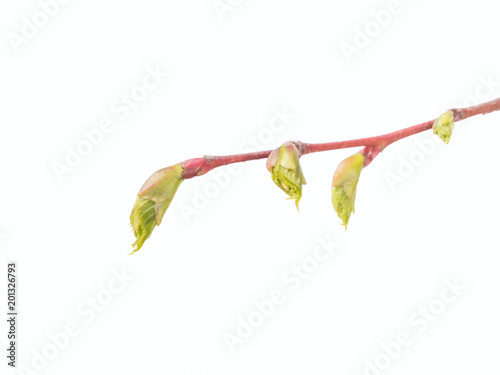Linden tree bud on white