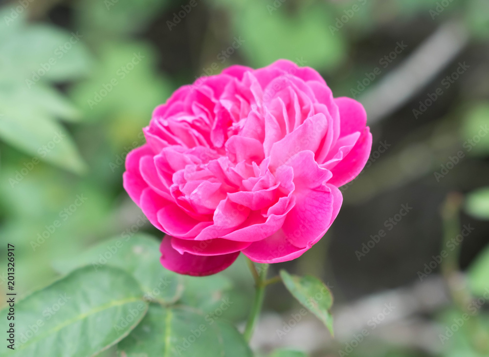 flora flora