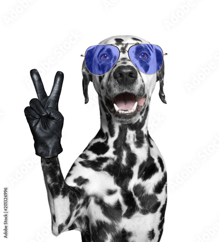 Fototapeta Naklejka Na Ścianę i Meble -  Dalmatian dog with victory fingers. Isolated on white