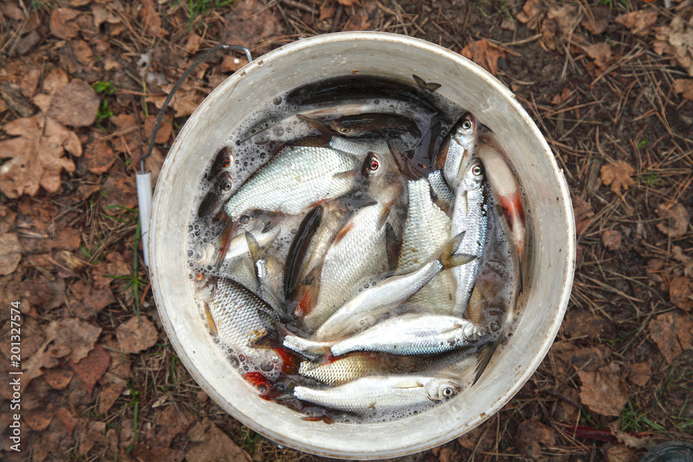 The fish lies in the bucket after fishing in nature. The lake