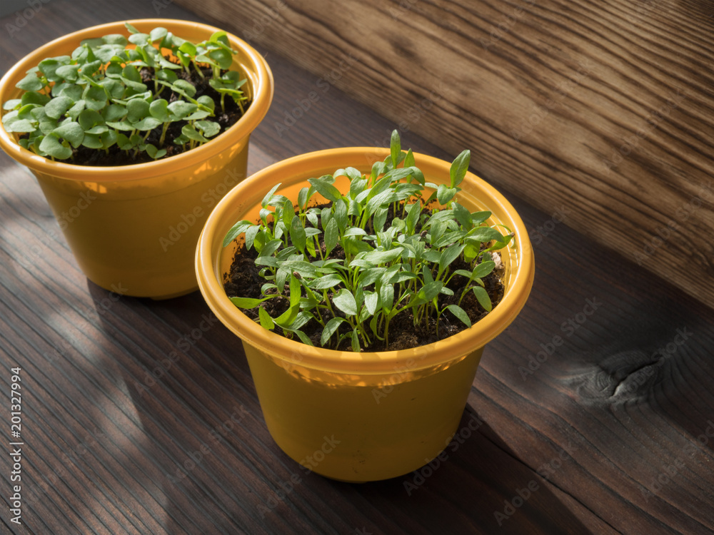It's spring.Small plants grow in a yellow plastic pot.Spring planting. Early seedlings It's spring.Small plants grow in a yellow plastic pot.Spring planting. Early seedlings