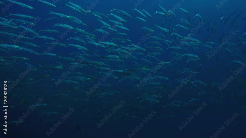 bait ball, mexico bait ball, mexico