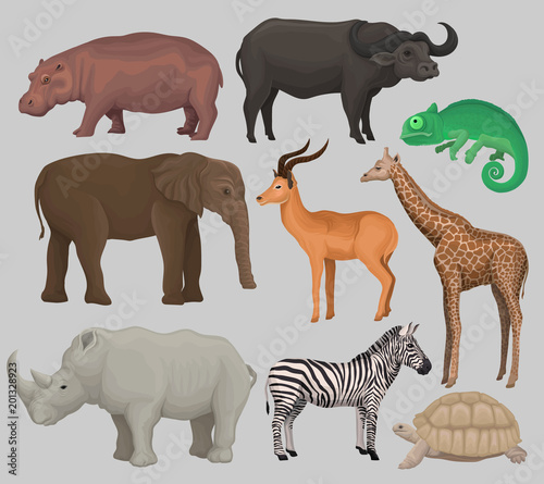 Wild african animals set, hippopotamus, hippopotamus, chameleon, elephant, antelope, giraffe, rhinoceros, turtle, buffalo, zebra vector Illustrations