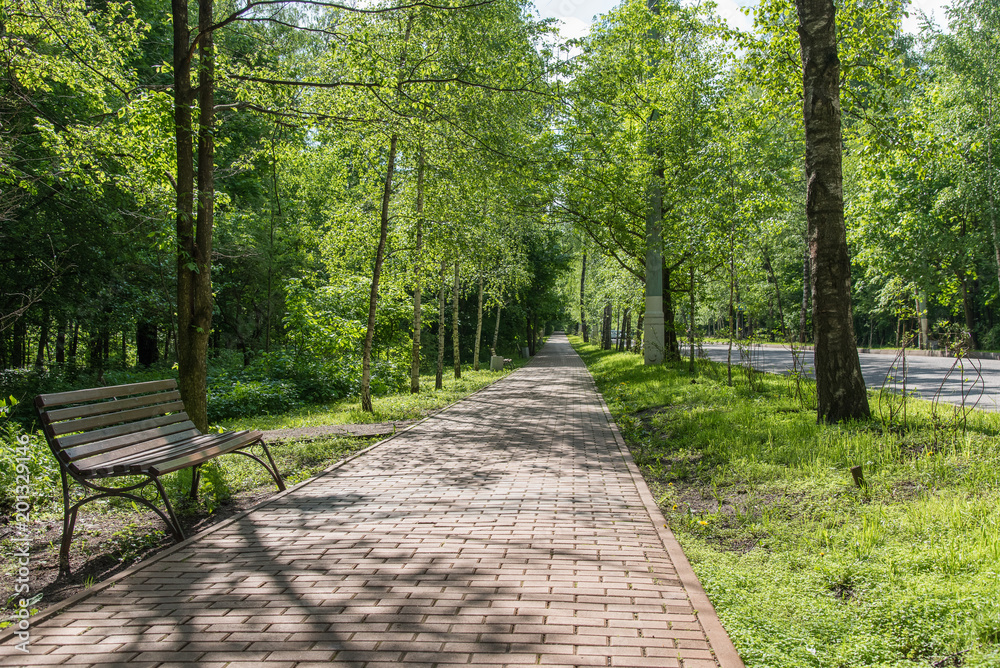 Beautiful urban alley with trees in the park in the morning sun in the summer Beautiful urban alley with trees in the park in the morning sun in the summer