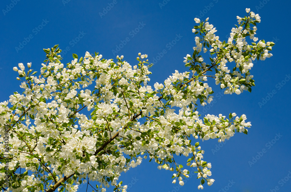 Branches of apple-tree with white flowers against a blue spring sky