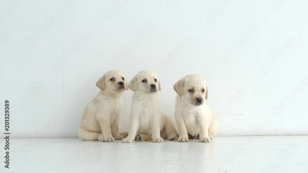 Three labrador puppies sit on a floor near a wall Three labrador puppies sit on a floor near a wall