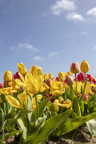 Pointe de la Torche. Culture de tulipes multicolores. Finist  re  Bretagne. France
