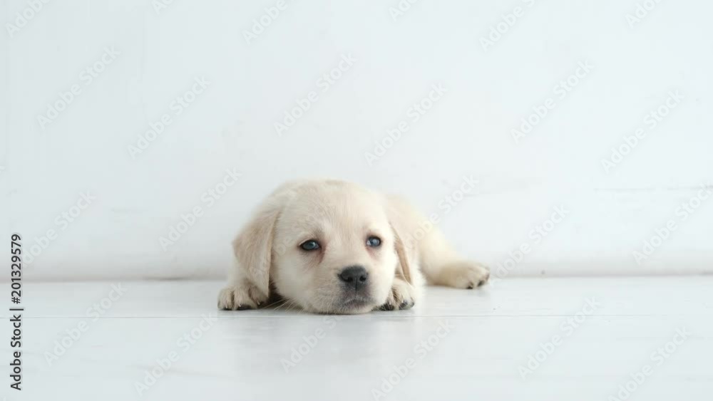Portrait of resting labrador puppy on a white floor Portrait of resting labrador puppy on a white floor