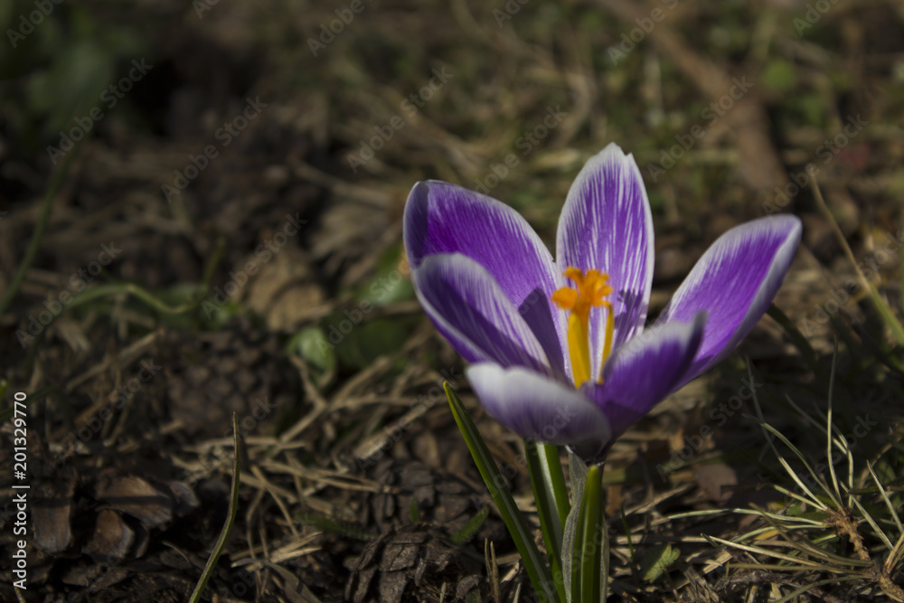 Early spring flowers, in Stockholm, Sweden. Crocus. Early spring flowers, in Stockholm, Sweden. Crocus.