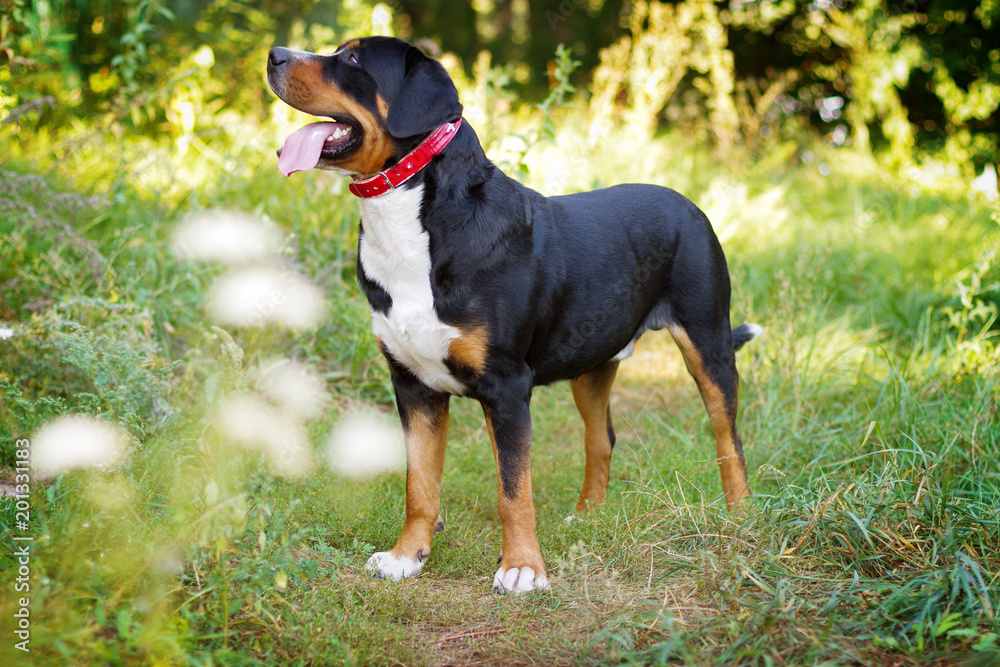 Great swiss mountain dog standing in the grass outdoors Great swiss mountain dog standing in the grass outdoors