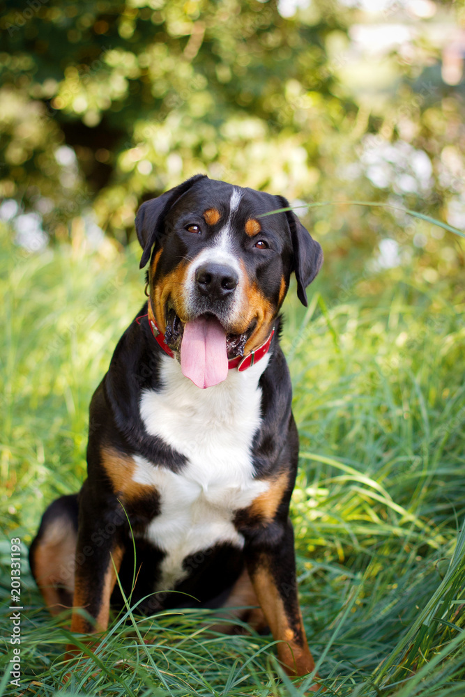 Great swiss mountain dog sitting in the grass outdoors Great swiss mountain dog sitting in the grass outdoors