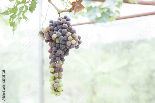 grape. photo