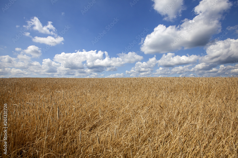 Field of wheat and blue cloudy sky