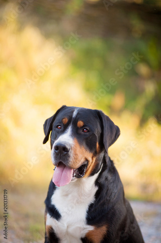 Great swiss mountain dog sitting in the grass outdoors