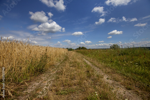 Field of wheat and blue cloudy sky