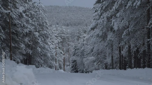 Winter landscape. Walk in winter woods. Snow world. The winter is tale. photo