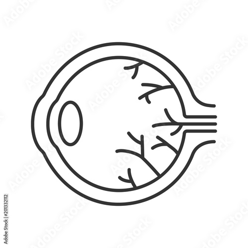 Eye anatomy linear icon