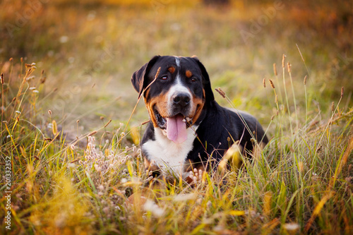 Great swiss mountain dog lying in the grass outdoors in sunset