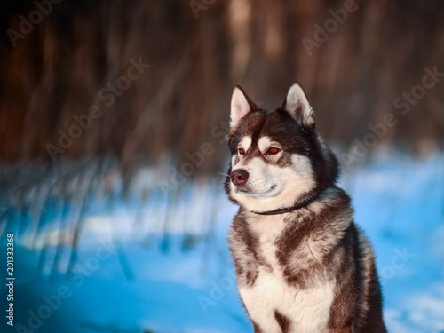 Husky winter portrait