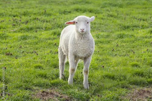 Sheep on the farm 