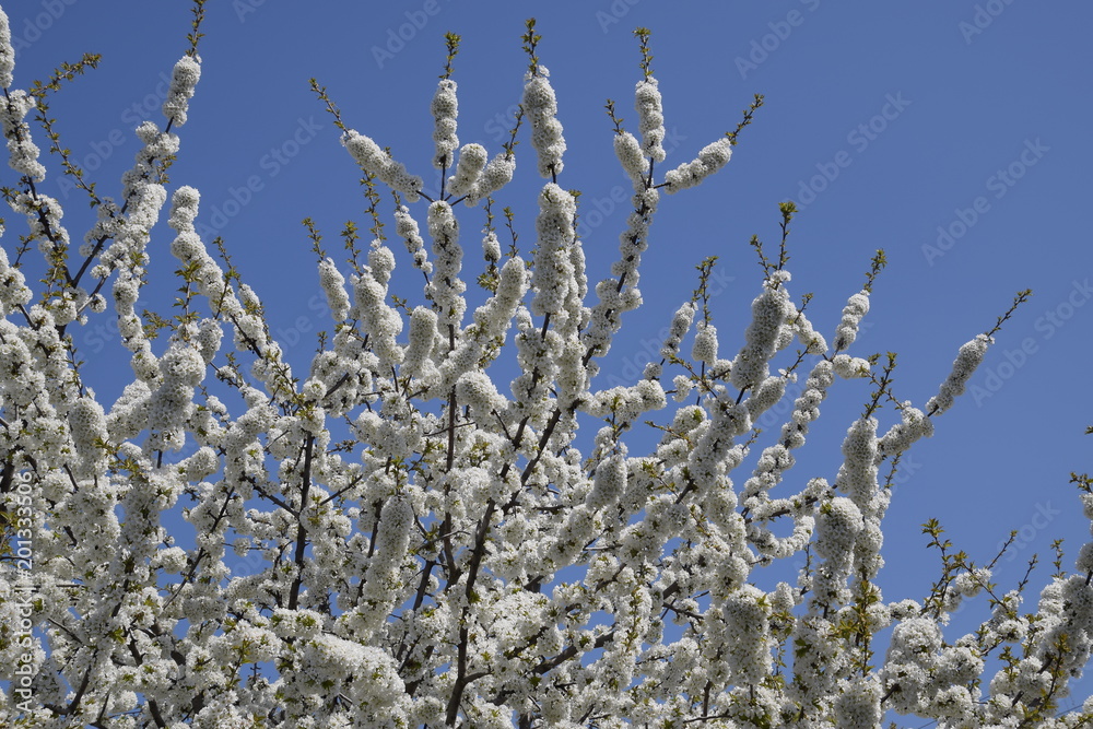 Prunus avium Flowering cherry. Cherry flowers on a tree branch