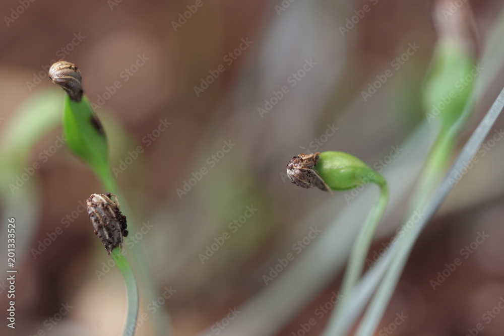 small green plant growing in ground germinating from seeds springtime summer nature process small green plant growing in ground germinating from seeds springtime summer nature process