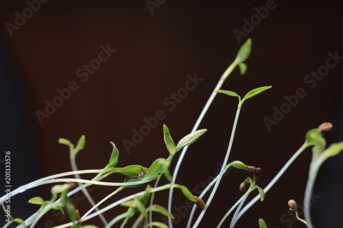 small green plant growing in ground germinating from seeds springtime summer nature process