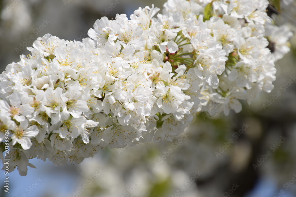Prunus avium Flowering cherry. Cherry flowers on a tree branch Prunus avium Flowering cherry. Cherry flowers on a tree branch