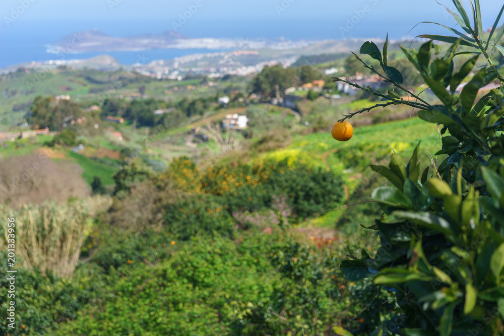 Orange against beautiful valley and Las Palmas, Gran Canaria, Spain