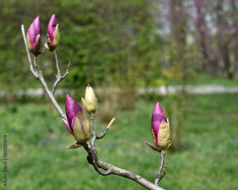 The large buds of pink magnolia (Magnolia liliiflora) on bare branches of a tree. selective focus. sunny spring day. The large buds of pink magnolia (Magnolia liliiflora) on bare branches of a tree. selective focus. sunny spring day.