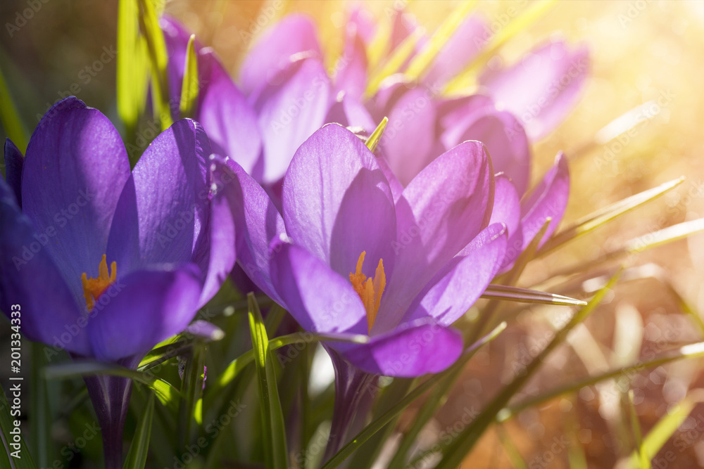 springtime, crocuses in a bath of sunlight springtime, crocuses in a bath of sunlight
