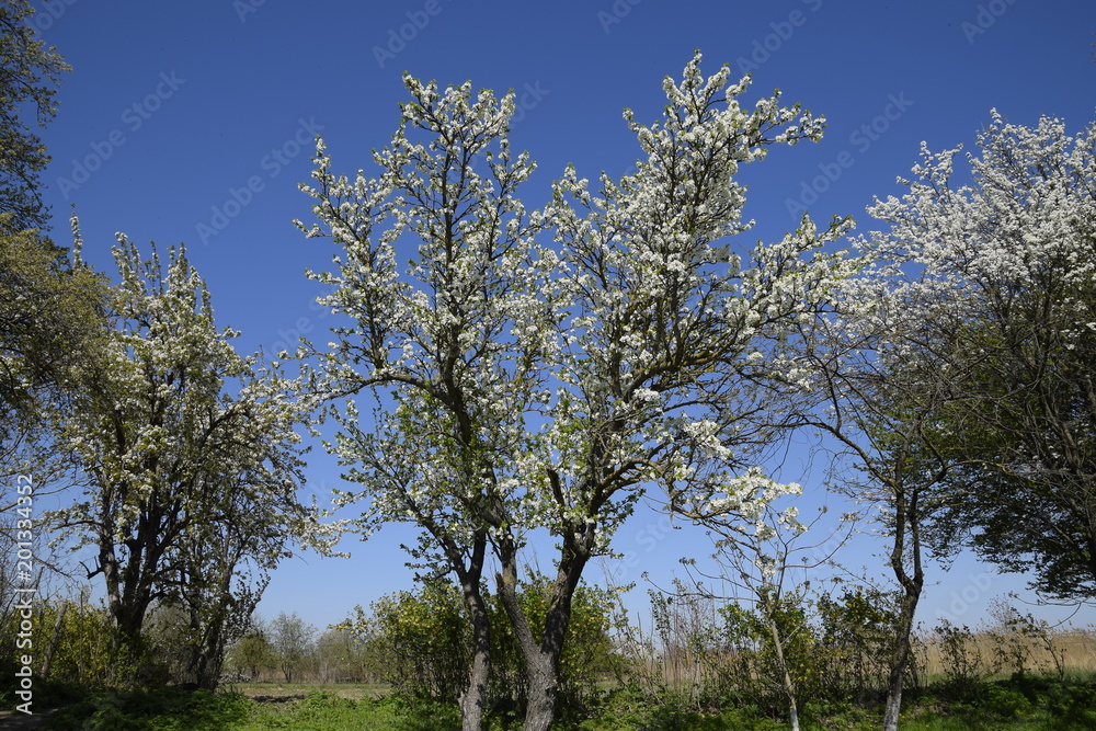 Flowering plum garden