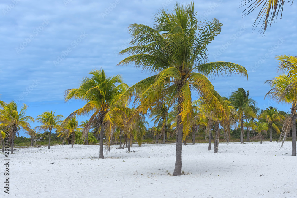 Coconut palm brightly stands out against the background of a clo Coconut palm brightly stands out against the background of a clo