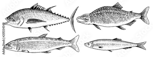 River and lake fish. Salmon and rainbow trout, tuna and herring, seawater and freshwater carp. freshwater aquarium. Seafood for the menu. Engraved hand drawn in old vintage sketch. Vector illustration