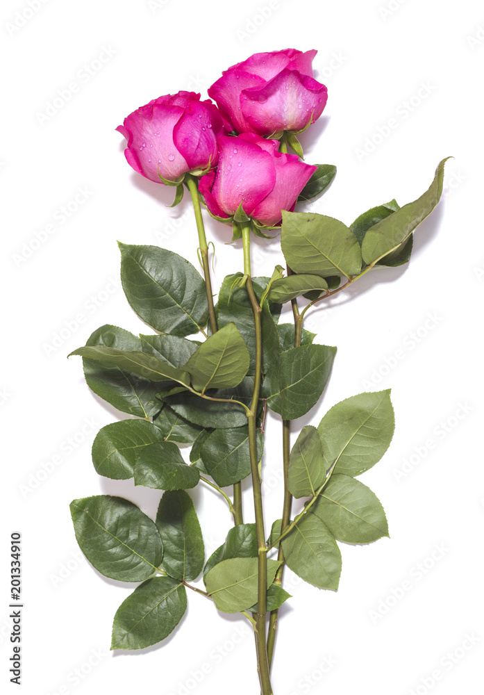 Obraz premium pink rose flowers on white background