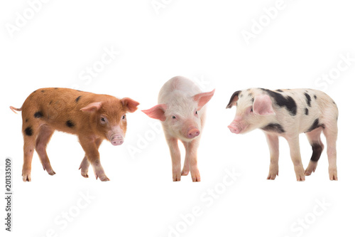 three pig on a white