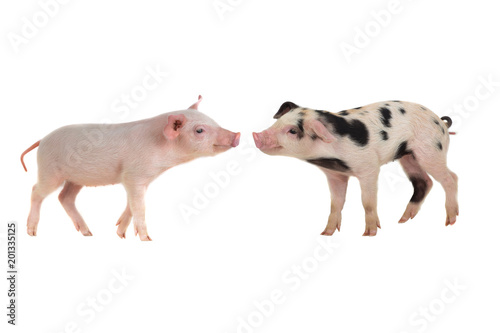 two pig