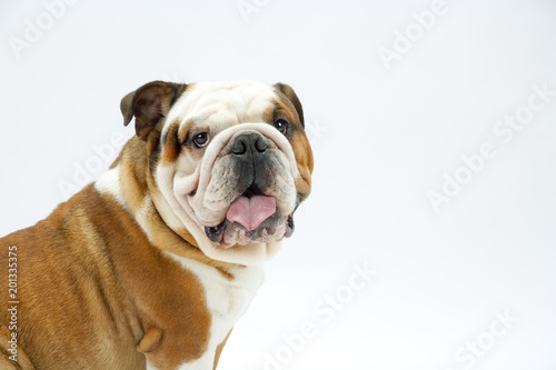 A young traditional British Bulldog sitting on a white seamless background looks around at the camera