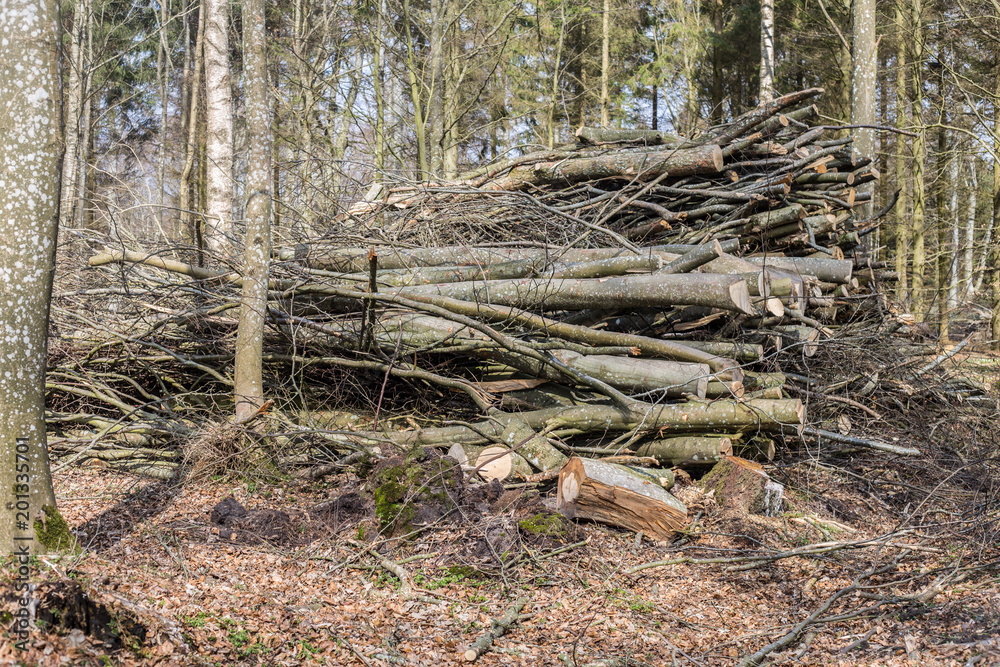 Deforestation,forest killing.Logging - pile with cutted trunks. Raw wooden material is storaged on mound Deforestation,forest killing.Logging - pile with cutted trunks. Raw wooden material is storaged on mound