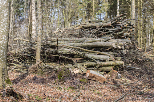 Deforestation forest killing.Logging - pile with cutted trunks. Raw wooden material is storaged on mound