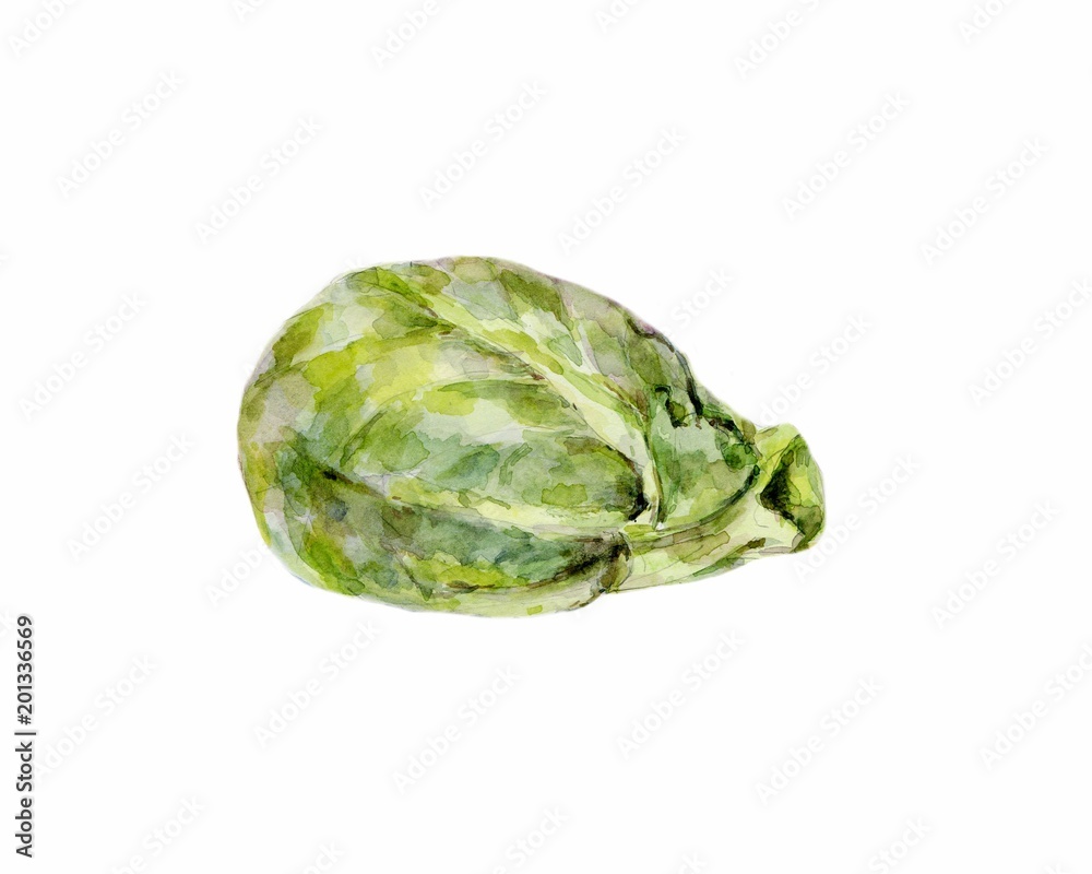 Cabbage hand drawn raster colorful illustration Cabbage hand drawn raster colorful illustration