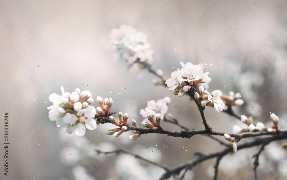 blooming cherry tree branch in spring