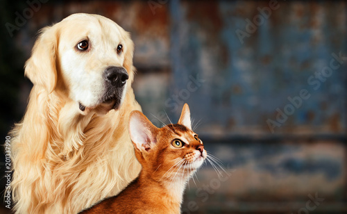 Photography Cat and dog, abyssinian cat, golden retriever together on rusty colorful background, sad anxious mood