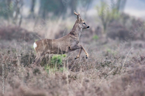 Young roe deer buck running away in field with heather bushes.