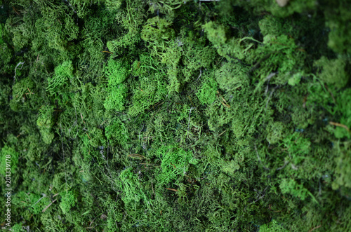 Wall from moss at the exhibition