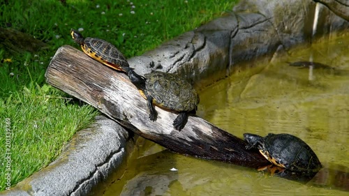 Red-eared slider (Trachemys scripta elegans), also known as the red-eared terrapin
 photo