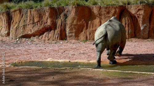 White rhinocerus (Ceratotherium simum) lives in the African Savannahs
 photo