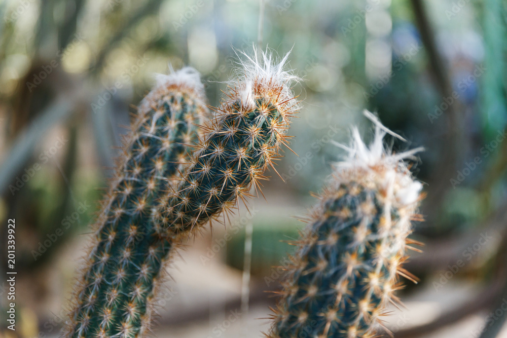 Fototapeta premium long Cactus blooms colorful white flowers .