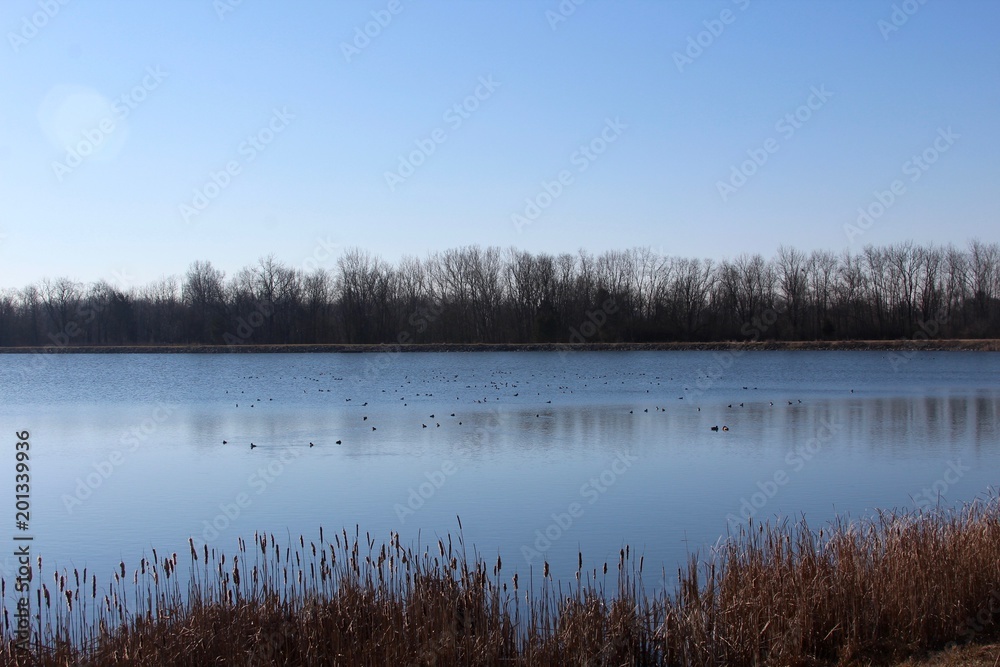 The birds on the water on a bright early morning day. The birds on the water on a bright early morning day.